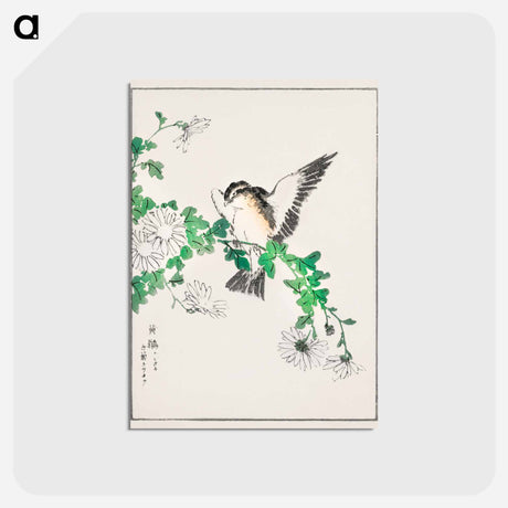 アートポストカード-Narcissus Flycatcher and Chrysanthemum
 - 鳥類図鑑 Postcard.