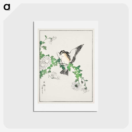 1-43_Pictorial-Monograph-of-Birds_hagaki