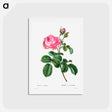 アートポストカード-Cabbage rose - ピエール ジョゼフ ルドゥーテ Postcard.