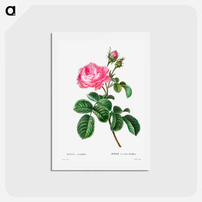 アートポストカード-Cabbage rose - ピエール ジョゼフ ルドゥーテ Postcard.