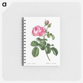 1-43_Pierre-Joseph-Redoute_memo