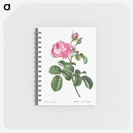 1-43_Pierre-Joseph-Redoute_memo