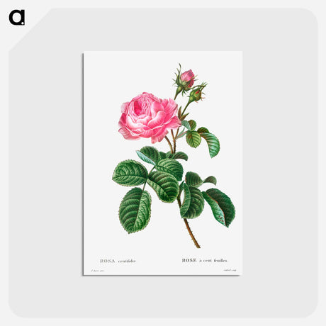 アートポストカード-Cabbage rose - ピエール ジョゼフ ルドゥーテ Postcard.