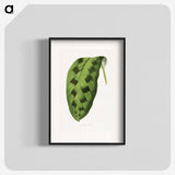 1-43_Plants-with-Colored-Foliage_blk