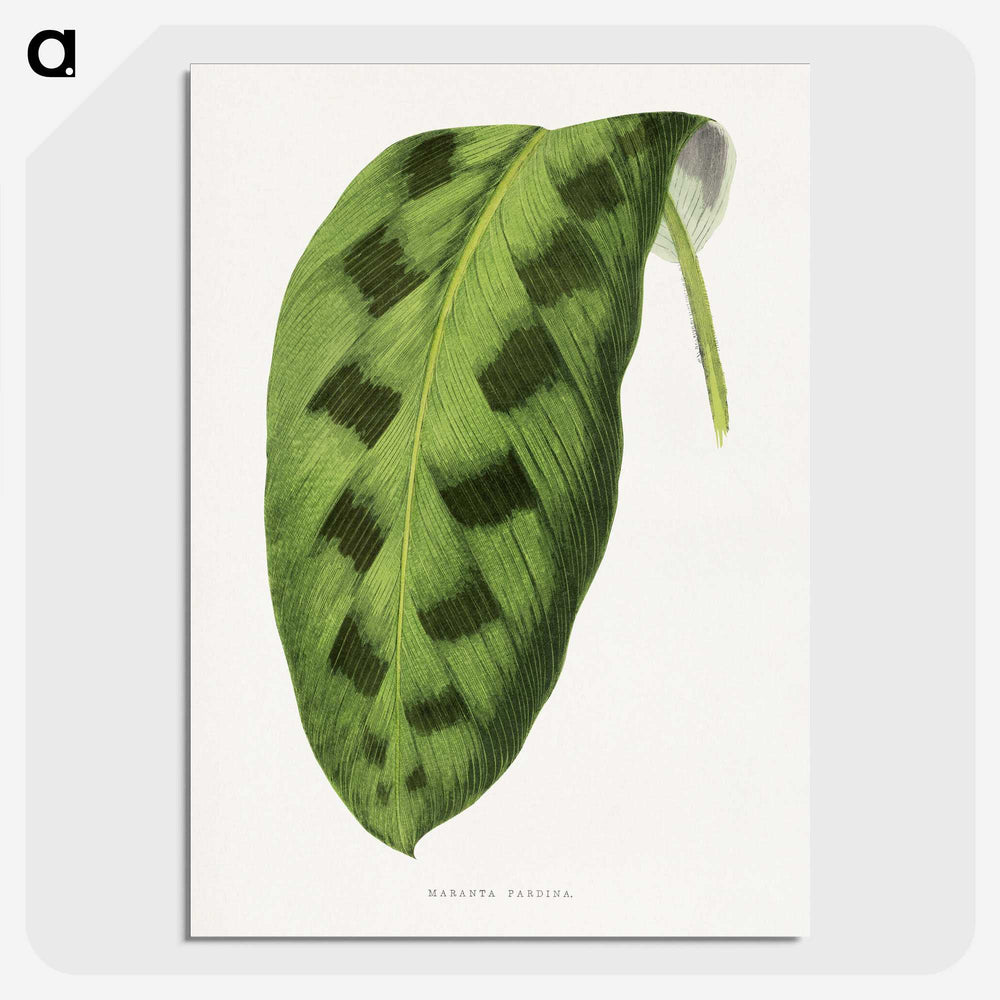 1-43_Plants-with-Colored-Foliage_picture-crop