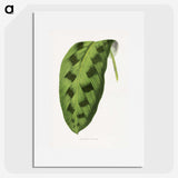 1-43_Plants-with-Colored-Foliage_picture