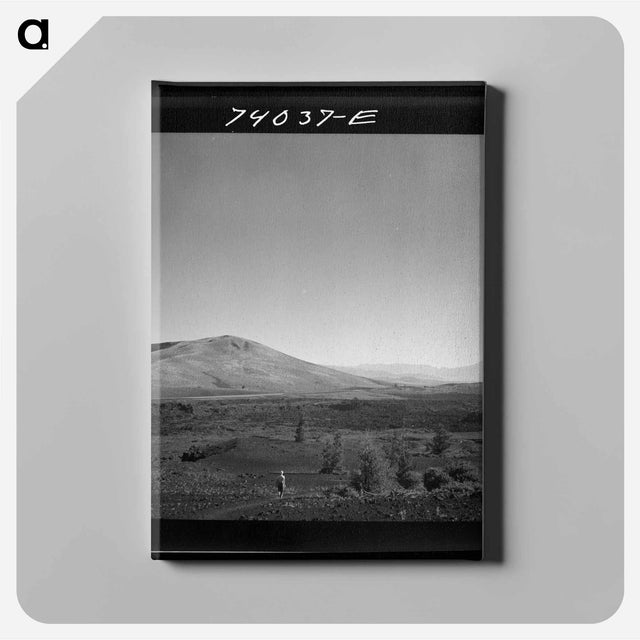 アートパネル-Burros and Colt, Pie Town
 - ラッセル リー Canvas.