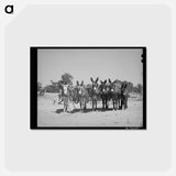 アートポストカード-Burros and Colt, Pie Town
 - ラッセル リー Postcard.