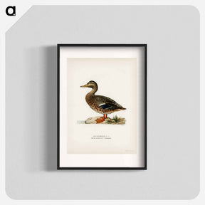 アートポスター-Mallard Female
 - スヴェンスカ フォグラル Poster.