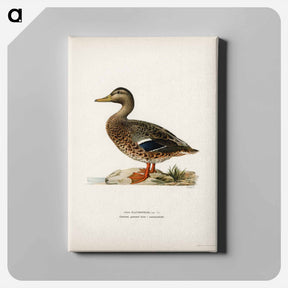 アートパネル-Mallard Female
 - スヴェンスカ フォグラル Canvas.