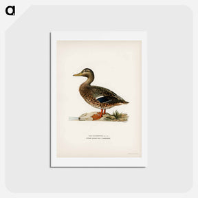アートポストカード-Mallard Female
 - スヴェンスカ フォグラル Postcard.