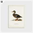 1-43_Svenska-Faglar_postcard