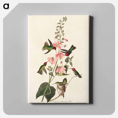 アートパネル-Columbian Hummingbird
 - アメリカの鳥たち Canvas.
