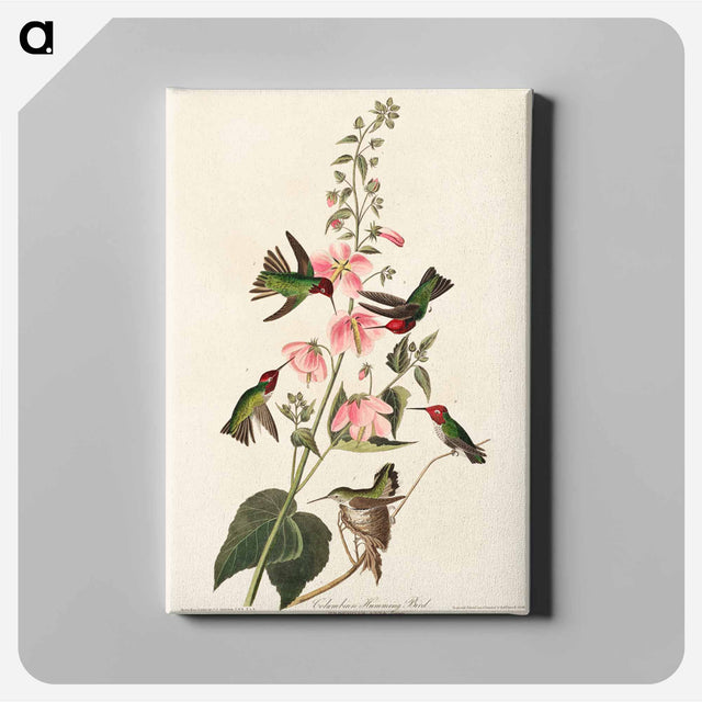 アートパネル-Columbian Hummingbird
 - アメリカの鳥たち Canvas.