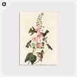 アートポストカード-Columbian Hummingbird
 - アメリカの鳥たち Postcard.