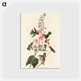 アートポストカード-Columbian Hummingbird
 - アメリカの鳥たち Postcard.