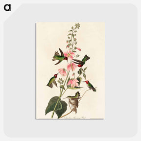 アートポストカード-Columbian Hummingbird
 - アメリカの鳥たち Postcard.