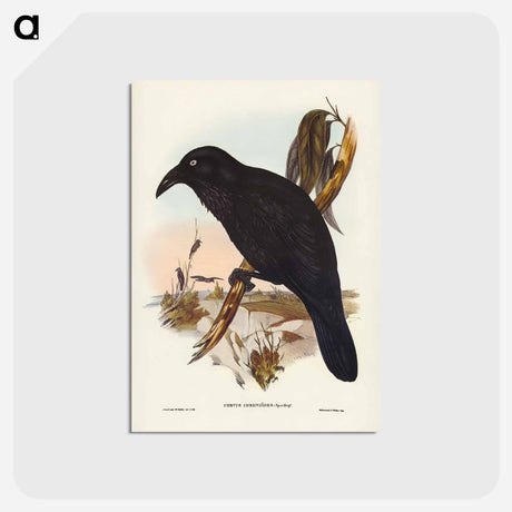 アートポストカード-White-eyed Crow
 - オーストラリアの鳥 Postcard.