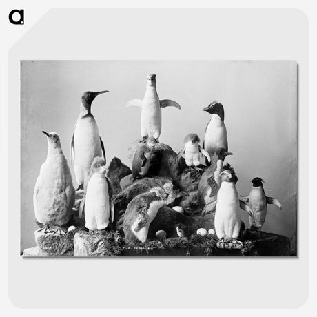 1-43_The-Burton-Brothers_picture-crop