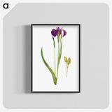 1-43_The-Genus-Iris_blk-crop
