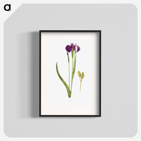 1-43_The-Genus-Iris_blk
