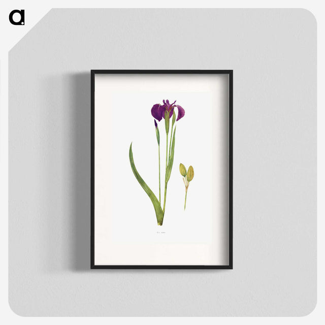 1-43_The-Genus-Iris_blk