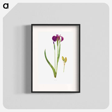 Iris Setosa from The genus Iris
 - アヤメ属 Poster.