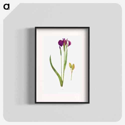 Iris Setosa from The genus Iris
 - アヤメ属 Poster.