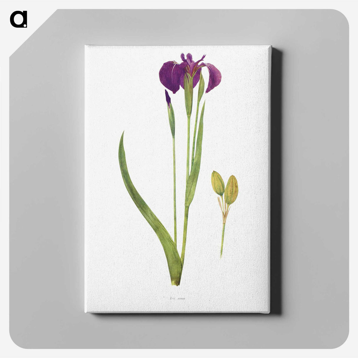1-43_The-Genus-Iris_canvas