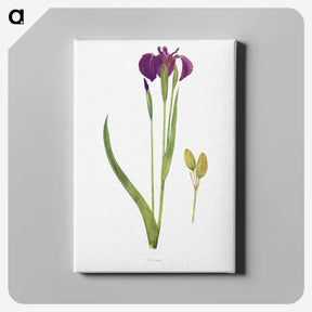 1-43_The-Genus-Iris_canvas