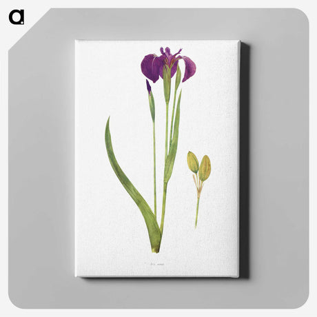 1-43_The-Genus-Iris_canvas