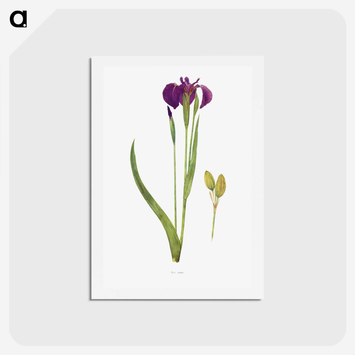 1-43_The-Genus-Iris_hagaki