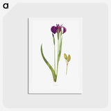 1-43_The-Genus-Iris_hagaki
