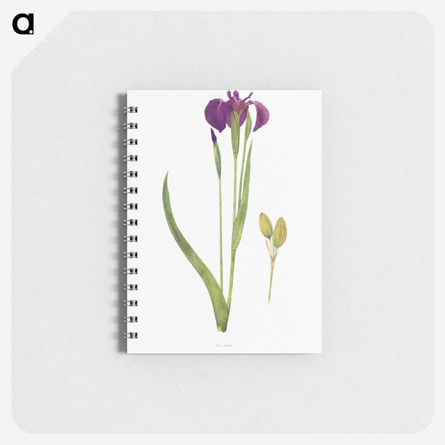 1-43_The-Genus-Iris_memo