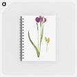 アートメモ帳-Iris Setosa from The genus Iris
 - アヤメ属 Memo.