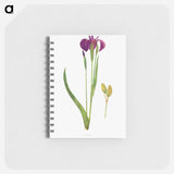 アートメモ帳-Iris Setosa from The genus Iris
 - アヤメ属 Memo.