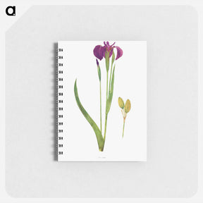 アートメモ帳-Iris Setosa from The genus Iris
 - アヤメ属 Memo.