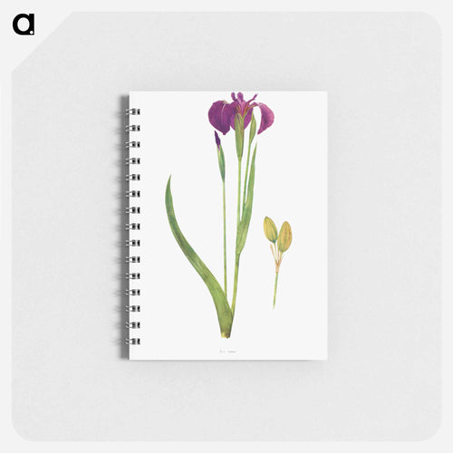 Iris Setosa from The genus Iris
 - アヤメ属 Memo.