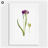1-43_The-Genus-Iris_picture
