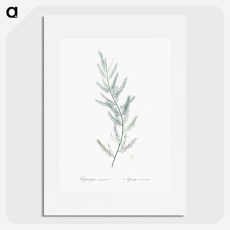 1-43_The-Lilies_picture