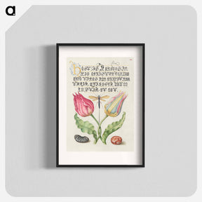 アートポスター-Gesner's Tulip, Ichneumon Fly, Kidney Bean, and Scarlet Runner Bean from Mira Calligraphiae Monumenta
 - 書道のお手本 Poster.
