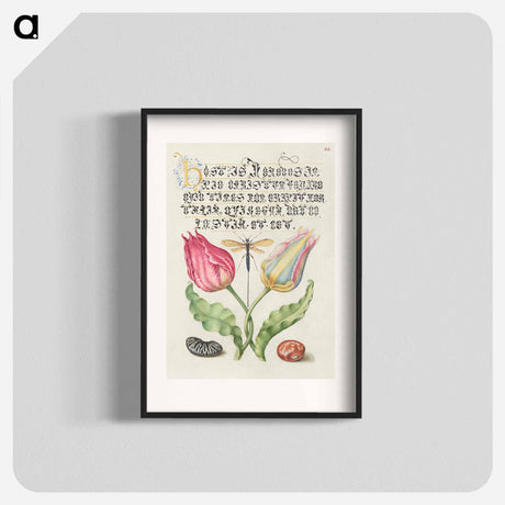 アートポスター-Gesner's Tulip, Ichneumon Fly, Kidney Bean, and Scarlet Runner Bean from Mira Calligraphiae Monumenta
 - 書道のお手本 Poster.