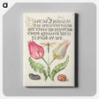 アートパネル-Gesner's Tulip, Ichneumon Fly, Kidney Bean, and Scarlet Runner Bean from Mira Calligraphiae Monumenta
 - 書道のお手本 Canvas.