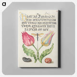 アートパネル-Gesner's Tulip, Ichneumon Fly, Kidney Bean, and Scarlet Runner Bean from Mira Calligraphiae Monumenta
 - 書道のお手本 Canvas.