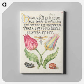 アートパネル-Gesner's Tulip, Ichneumon Fly, Kidney Bean, and Scarlet Runner Bean from Mira Calligraphiae Monumenta
 - 書道のお手本 Canvas.