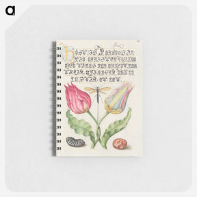 アートメモ帳-Gesner's Tulip, Ichneumon Fly, Kidney Bean, and Scarlet Runner Bean from Mira Calligraphiae Monumenta
 - 書道のお手本 Memo.