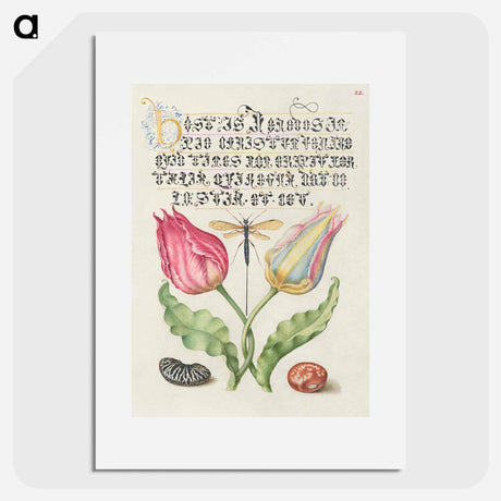 アートポスター-Gesner's Tulip, Ichneumon Fly, Kidney Bean, and Scarlet Runner Bean from Mira Calligraphiae Monumenta
 - 書道のお手本 Poster.