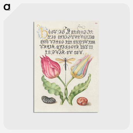 アートポストカード-Gesner's Tulip, Ichneumon Fly, Kidney Bean, and Scarlet Runner Bean from Mira Calligraphiae Monumenta
 - 書道のお手本 Postcard.