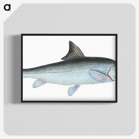 1-43_The-Natural-History-of-British-Fishes_blk-crop