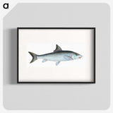 1-43_The-Natural-History-of-British-Fishes_blk